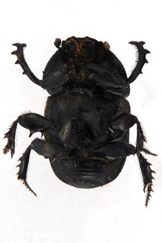 Aptychonitis sulcicollis
